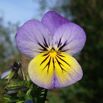 Pansy - Purple and yellow