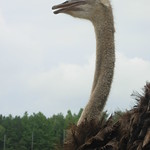 drive thru farm (23)