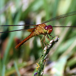 Scarlett Skimmer: female