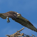 Osprey - juvenile
