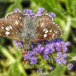 Checkered Skipper Butterfly