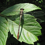 Russet-tipped clubtail, female - foty! (Stylurus plagiatus)