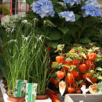 Mainz, Markt, Blumenstand (market, flower stall)