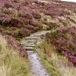Heather Path