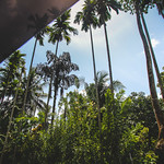 23.06-Sinharaja-Sri-Lanka-canon-1500px-002