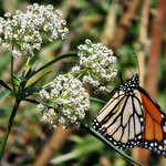 Milkweed butterfly