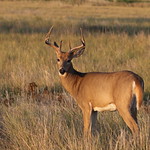Young White-tailed Deer Buck