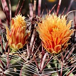 Cactus blooms