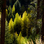 Sunlit Larch Fir