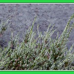 1 of 13 plants and animals in my garden September 2017 (6)