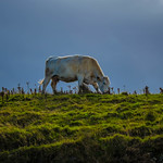 Cow at Fanad Head.jpg