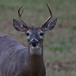 Our neighborhood buck