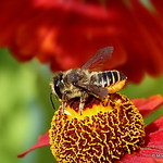 IMG_9638. Patchwork Leaf-cutter Bee (Megachile centuncularis) female