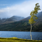 Highland tree