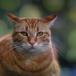 Cat stories - cautious..