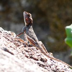 Peninsular Rock Agama - Gingee fort