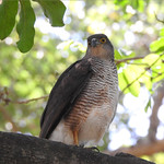 Little Sparrowhawk