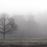 Day 21: Misty morning