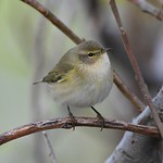 Chiffchaff 18 (grans&ouml;ngvari)