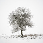 The Candy Floss Tree