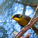 Helmeted honeyeater