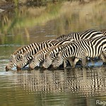 Zebras .....at water stream. Serengeti national park