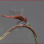 Symp&eacute;trum &agrave; nervures rouges ( Sympetrum Fonscolombii ) Focus Distance - 3.16 m