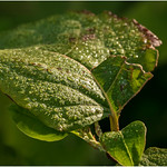 Morgentau / morning dew