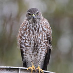 Sharp-shinned hawk