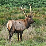 Roosevelt Elk