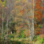 Polney Loch Autumn Colours