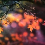 324/365....Celebration of Autumn.