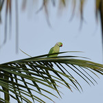 parakeet