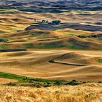 Palouse Harvest Gold