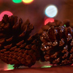 pinecone