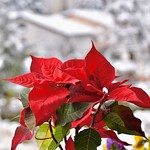 Red flower in winter
