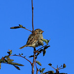 Female House Sparrow.