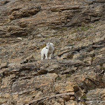 Mountain Goat
