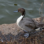 尖尾鴨(Anas acuta#Northern Pintail)