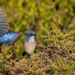 Corvid brothers California Scrub Jay Inceville Los Liones Canyon Los Angeles California 084