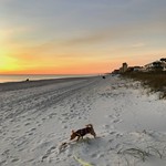 &ldquo;I do not love men: I love what devours them.&rdquo; ―Andr&eacute; Gide 🐕 🌊 🌅