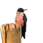 Lewis&rsquo;s Woodpecker (Melanerpes lewis)