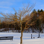 Wintery Tree, Forest Park