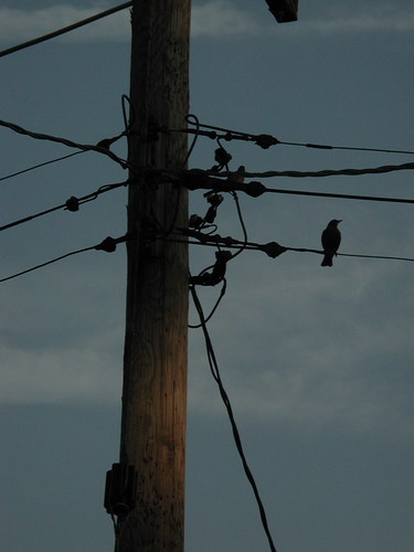 bird on a wire