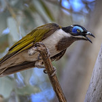 in the red river gums - blue-faced honeyeater #1