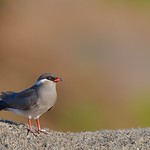 Rock Pratincole