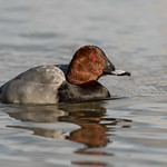 Common Pochard - Tafelente ♂︎