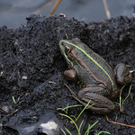 Frog marsh male Somerset 7.7.2015 (2)