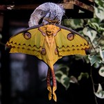 423A7568.....Madagascar Moon Moth