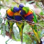 Rainbow Lorikeet